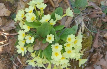 Stephanie Residence - in the heart of Alps above Varenna, Lake Como - Foto 32