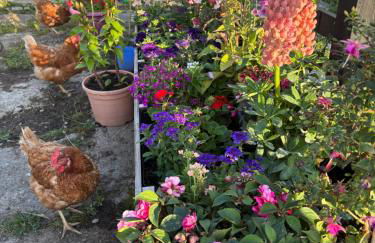 Cottage Farmhouse - Photo 32