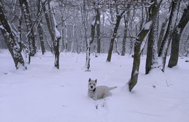 A-frame House in Dreislar Near Ski Slopes - Foto 39