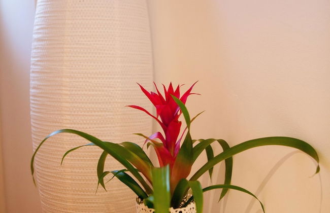 Split Summer Lounge Apartments - Foto 31