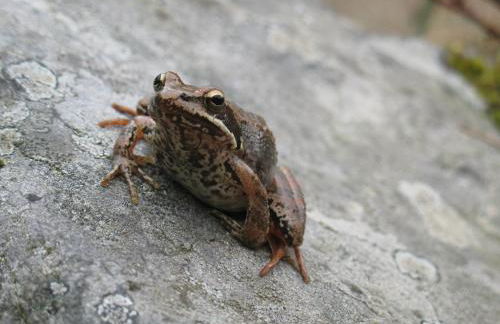 Casa da Cerejinha - Foto 30