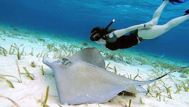 Swim next to local wildlife