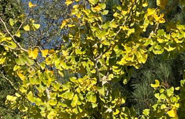 Borie Grande - Foto 63