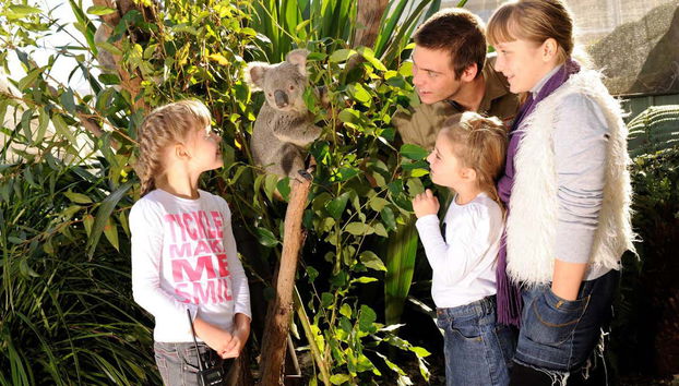 Desfrutando dos coalas