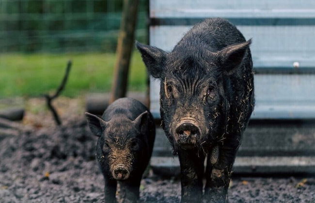 Hawthorn Cottage - Foto 47