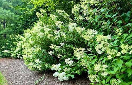 Beautiful House in the Woods, Huge Yard, Hot Tub - Foto 4