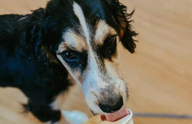 Tapnell Manor At Tapnell Farm - Foto 41