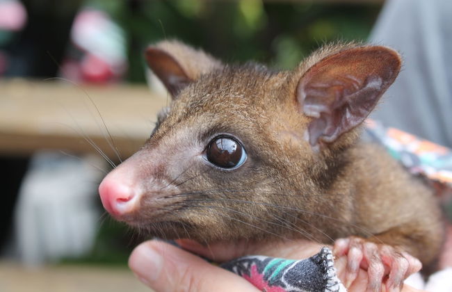 Airlie Beach Eco Cabins - Adults only - Photo 78