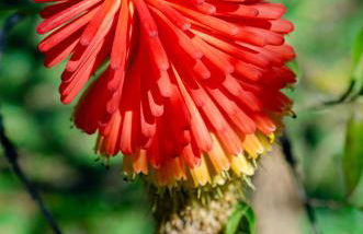 Chalé Flores e Amores - Photo 63