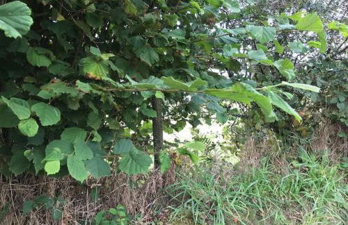 Quirky Cottage with Private Garden Nr New Quay Cardigan Bay - Photo 6