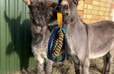 Wohnen in der ehemaligen Bauernstube - Foto 30