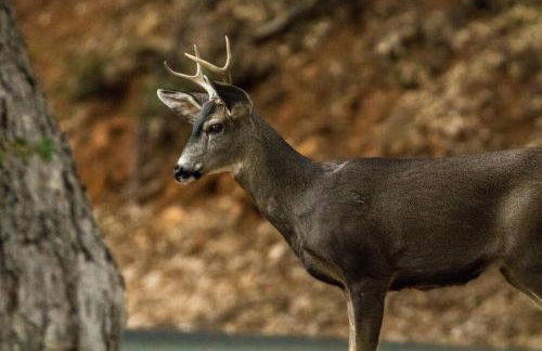 A LIVING CANVAS Amazing Lake View Custom Home - Foto 24