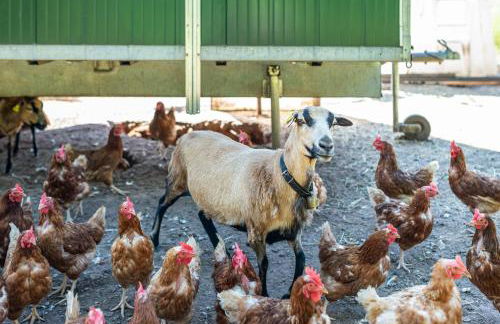 Schwalbenhof Dreßler und Duss für 4 Personen - Photo 13