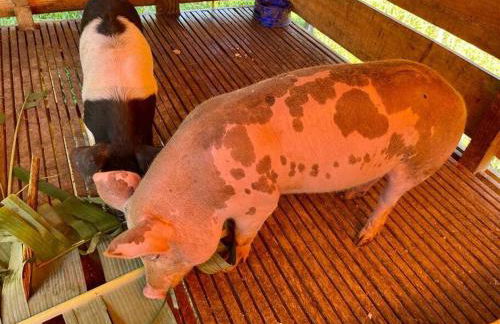 Chalé rural- hospedagem e experiência! - Foto 51