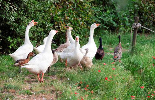 Agriturismo La Casa Di Rodo - Foto 31