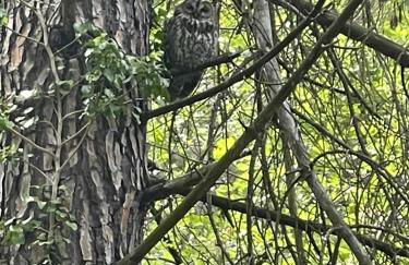 Mymoustiers - Foto 13