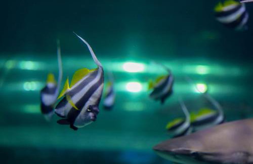 Apartament Komandorski przy Aquaparku - Foto 71