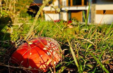 Kraina Rysia - Photo 40