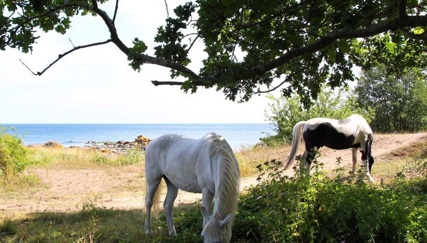 3 Person Holiday Home in Svaneke - Foto 3, Varie