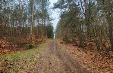 LEŚNY KĄCIK - Foto 60