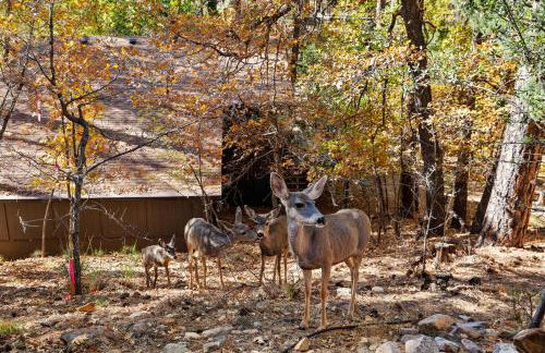 Ponderosa HideAway 4-BR CabinMtn ViewTrailsBrbq - Foto 48