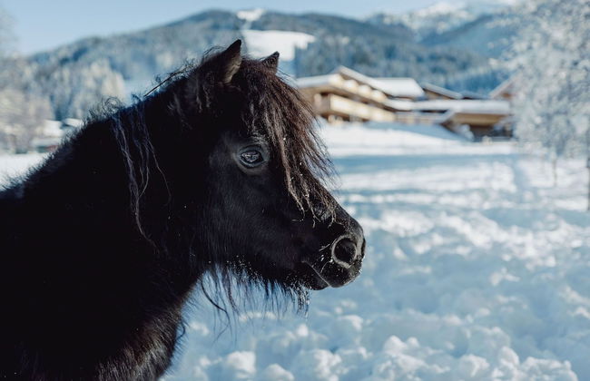 Mariengut - Aparthotel Kramer - Foto 57
