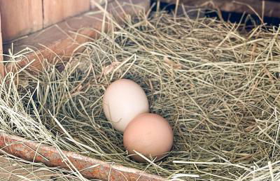 Cabin 2 The Roost Cabins - Foto 20