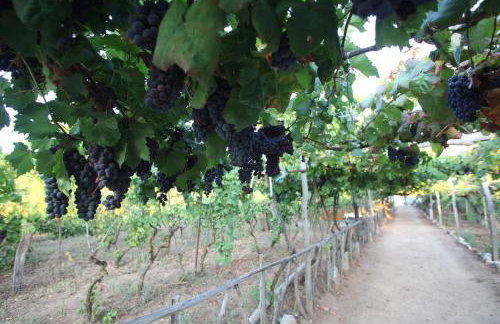 Agriturismo Casa del Contadino - Photo 72