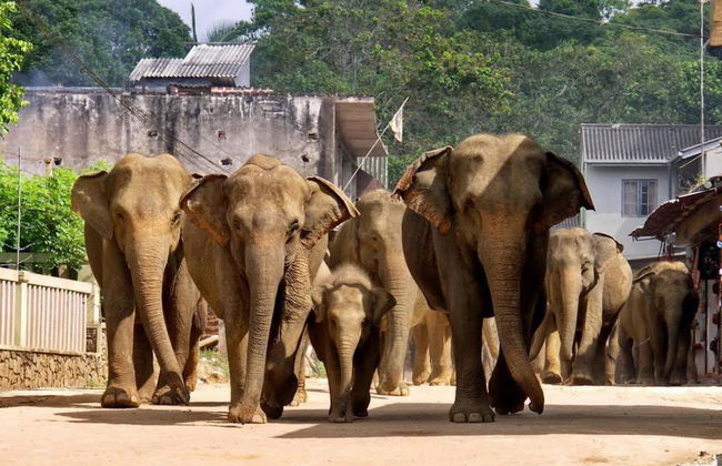 Pinnawala Elephant Orphanage - Excursion d'une Journée - Photo 1