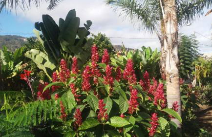 Finca las Palmeras - Foto 11