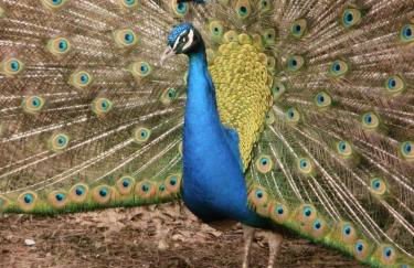 Agriturismo Il Palazzaccio - Foto 40