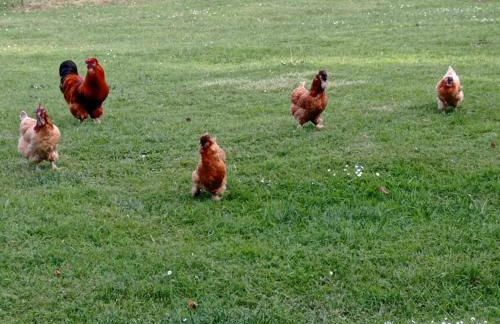 Gîte Les Mariniers - 3 étoiles - Bain nordique en option - Foto 15