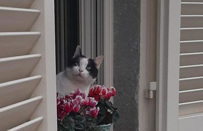 Appartamento Fanciullacci - Foto 17