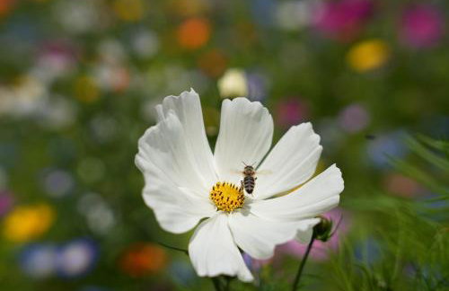 Schwarzwald Chalet - Karlshütte - Foto 28
