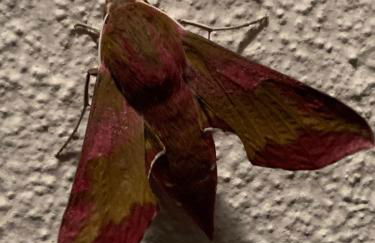 villa taro - Foto 53