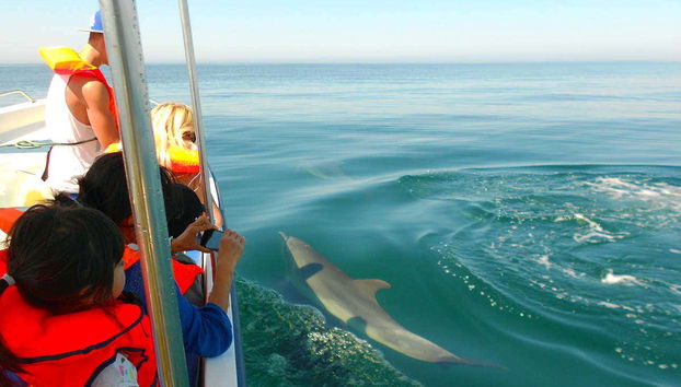 Observation de dauphins