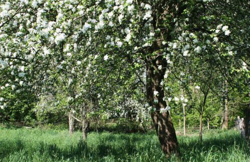 Ferienwohnung am Obstgarten - Foto 20