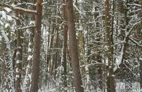 Bungalow direkt am See, mit eigenem Boot - Foto 12