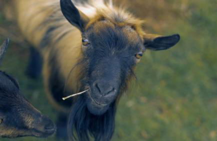 Casa Margarida, Quinta Carmo - Alcobaça - Nazaré - Foto 20