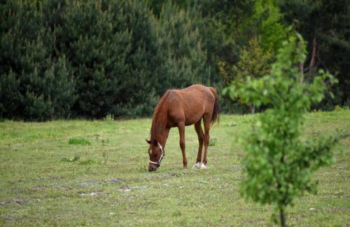 Agroturystyka w Dolinie Raty - Foto 6