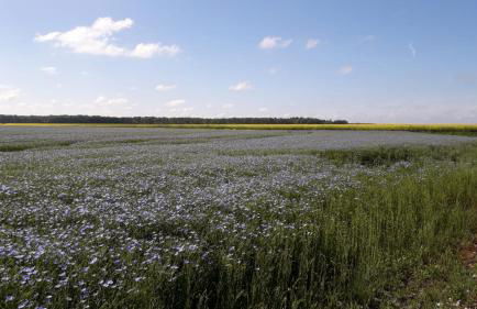 Gîte Les Guernazelles - Foto 31