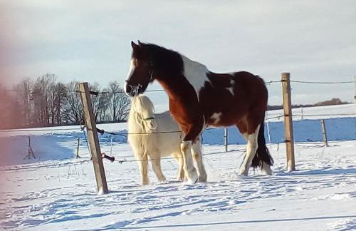 Reiterhof vom Litzlbach - Foto 45