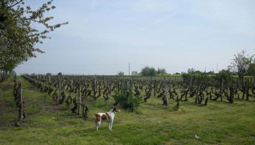 Charmante fermette près des Châteaux de Loire et Zoo de Beauval, terrain clos, dégustation de vin - FR-1-591-61 - Foto 2