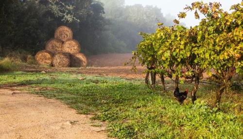 Oliver Moragues Grandhouse & Vineyard - Foto 4, Garden