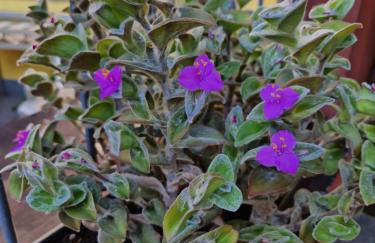 Er paranco - Foto 33