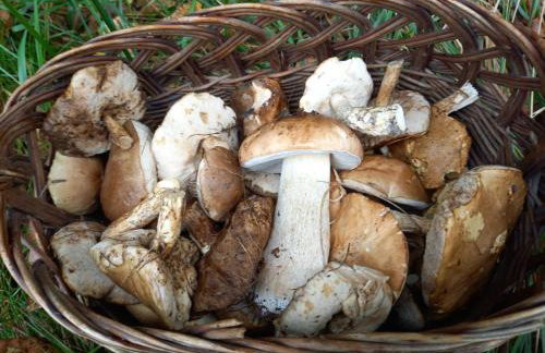 Jeziorosfera. Stodoła przy wodzie. - Foto 42