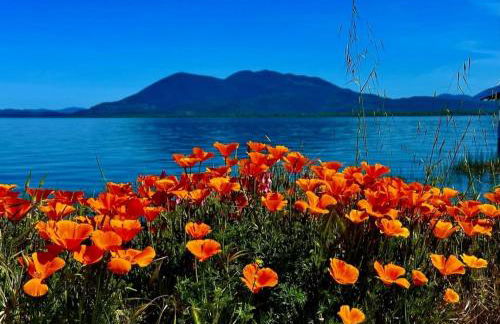 La Bella Ancour - Foto 10