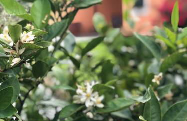 Il giardino delle rose - Foto 7