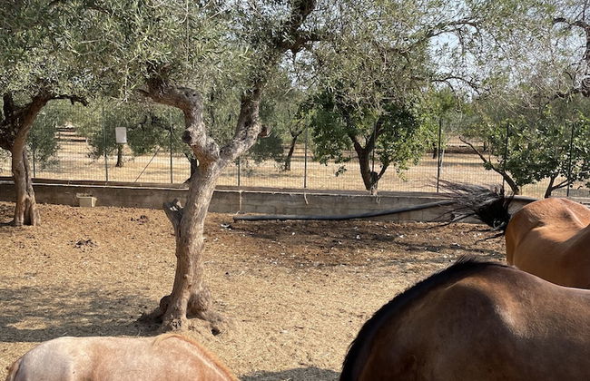 Casale Torre San Magno - Foto 75