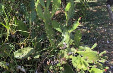 Bungalow B2 - Nature, Beach & River - Photo 68